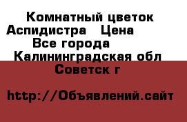 Комнатный цветок Аспидистра › Цена ­ 150 - Все города  »    . Калининградская обл.,Советск г.